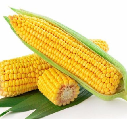 玉米振動篩如何選擇？